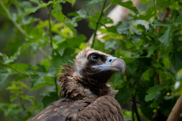 Close-up view portrait of Aegypius monachus (cinereous vulture or Eurasian black vulture) bird with brown plumage sitting on green tree bran in a cloudy summer day. Soft focus. Beauty in nature theme.