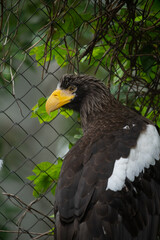 Side view portrait of Haliaeetus pelagicus (Steller's sea eagle or white-shouldered eagle) bird with yellow beak standing by cage in a cloudy summer day. Soft focus. Beauty in nature theme.