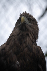Close-up portrait of Haliaeetus albicilla (white-tailed eagle, sea eagle or ern) bird with brown plumage standing by cage in a cloudy summer day. Soft focus. Beauty in nature theme.