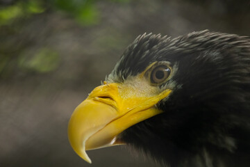 Close-up view portrait of Haliaeetus pelagicus (Steller's sea eagle or white-shouldered eagle) bird with yellow beak in a cloudy summer day. Soft focus. Beauty in nature theme.
