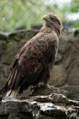 Close-up portrait of Haliaeetus albicilla (white-tailed eagle, sea eagle or ern) bird with brown plumage standing by cage in a cloudy summer day. Soft focus. Beauty in nature theme.