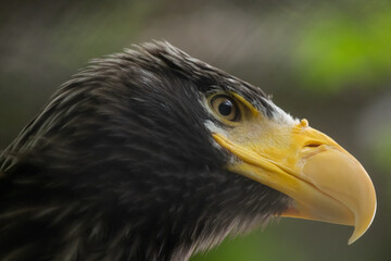 Close-up view portrait of Haliaeetus pelagicus (Steller's sea eagle or white-shouldered eagle) bird with yellow beak in a cloudy summer day. Soft focus. Beauty in nature theme.