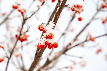 Red viburnum berries covered with frost on tree branches in a snowy winter setting, creating a natural and festive seasonal atmosphere