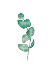 Illustration of watercolor eucalyptus branch with delicate  light green leaves isolated on white background. Suitable for design of postcards, posters and textile products.