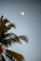 Zanzibar moon in November sunsets with a palm tree