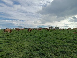 Manada de vacas en un prado de Galicia