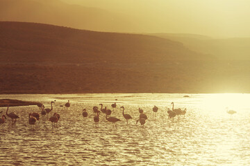 Flamingo in Bolivia