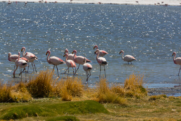 Flamingo in Bolivia