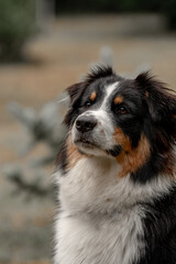 Australian shepherd closed portrait 
