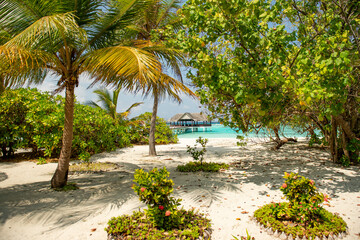Fototapeta premium tropical garden with trees