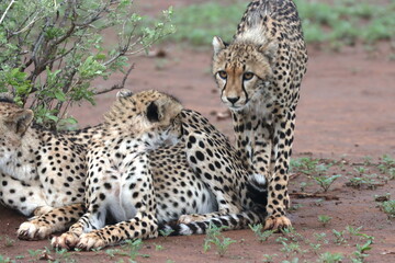 Cheetah family lying down and licking each other in Botswana while on safari