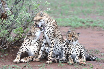 Cheetah family lying down and licking each other in Botswana while on safari