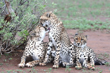 Cheetah family lying down and licking each other in Botswana while on safari