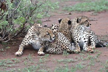 Cheetah family lying down and licking each other in Botswana while on safari