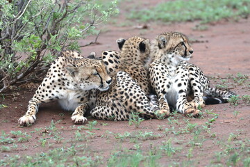 Cheetah family lying down and licking each other in Botswana while on safari