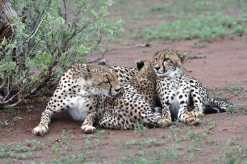 Cheetah family lying down and licking each other in Botswana while on safari