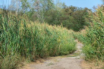 Country road among the green reeds. Stalk cane blowing in the wind from both sides pedestrian path. View on brown bulrush in the swamp. Nature outdoors plants growing.