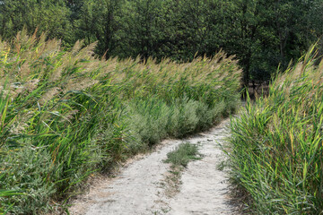 Country road among the green reeds. Stalk cane blowing in the wind from both sides pedestrian path. View on brown bulrush in the swamp. Nature outdoors plants growing.