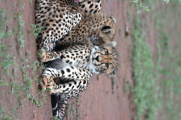 Cheetah family lying down and licking each other in Botswana while on safari