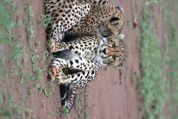 Cheetah family lying down and licking each other in Botswana while on safari