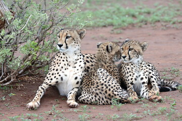 Cheetah family lying down and licking each other in Botswana while on safari
