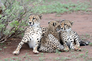 Cheetah family lying down and licking each other in Botswana while on safari