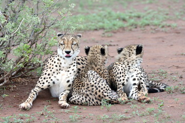 Cheetah family lying down and licking each other in Botswana while on safari