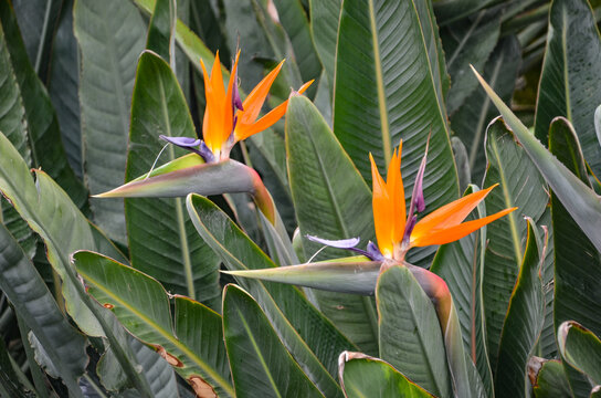 Strelitzia regna &ndash; a species of large, ornamental plant from the Strelitziaceae family, with an original, dorsal structure and contrasting colors of flowers: orange and blue in Belini Park in Catania