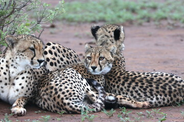 Cheetah family lying down and licking each other in Botswana while on safari