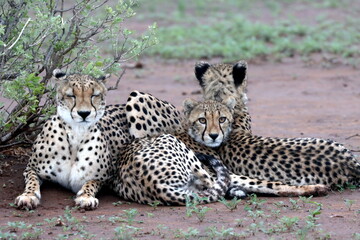 Cheetah family lying down and licking each other in Botswana while on safari