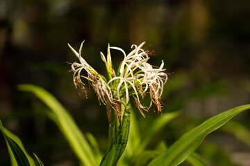close up of a flower