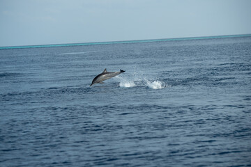dolphins jumping