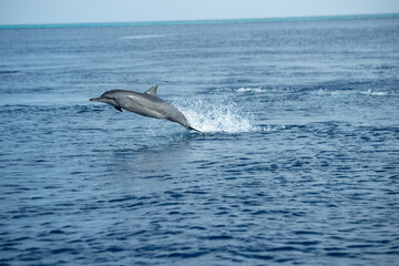 dolphin jumping out of water