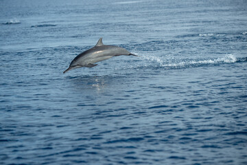 Naklejka premium dolphin in the water