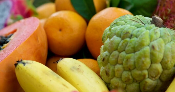 sweetsop, sugar apple or Annona squamosa, edible fruits called sugar apples or sweetsops, flesh is fragrant and sweet, creamy white through light yellow, and resembles and tastes like custard