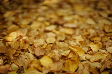 Floor background covered with golden birch leaves