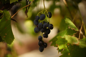 Fresh ripe blue grapes grow in the autumn garden
