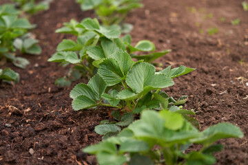 Shrubs of garden strawberries on the bed.