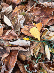 bright red and orange leaves, autumn and the arrival of winter, change of seasons, frost and snow on leaves, close up, backgrounds, nature textures, cold, sudden drop in temperature, poster, screensav