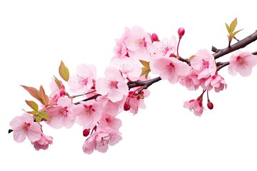 Cherry tree branch adorned with pink flowers isolated on white