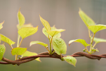 Curly stem of actinidia with flower buds. Spring.