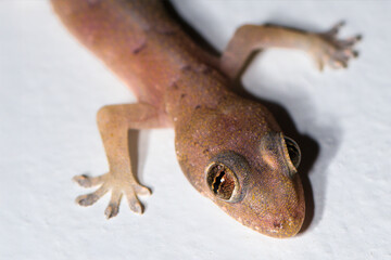 Macro Photography of a Gecko on a White Surface Highlighting Detailed Skin Texture and Intricate Eye Patterns