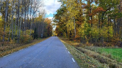 path in autumn forest