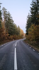 road in autumn forest 