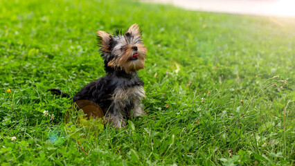 Yorkshire terrier puppy enjoying sunny day on green grass