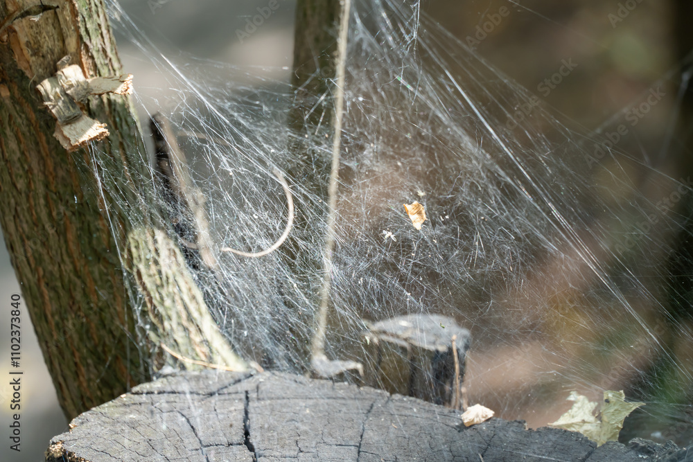Wall mural spider set a trap from web on old stump. details complex interweaving cobweb arachnid on tree trunk.