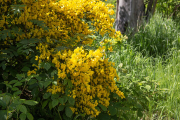 Blooming Caragana Chiliga shrub in the forest in spring in the vicinity of Bad-Sooden-Allendorf, Germany. High quality photo