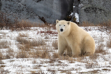 Polar bear sitting on snow covered ground