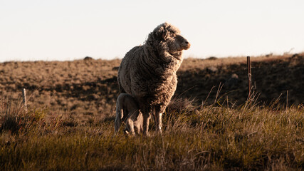 Patagonian sheep 3
