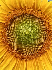 Sunflower close up